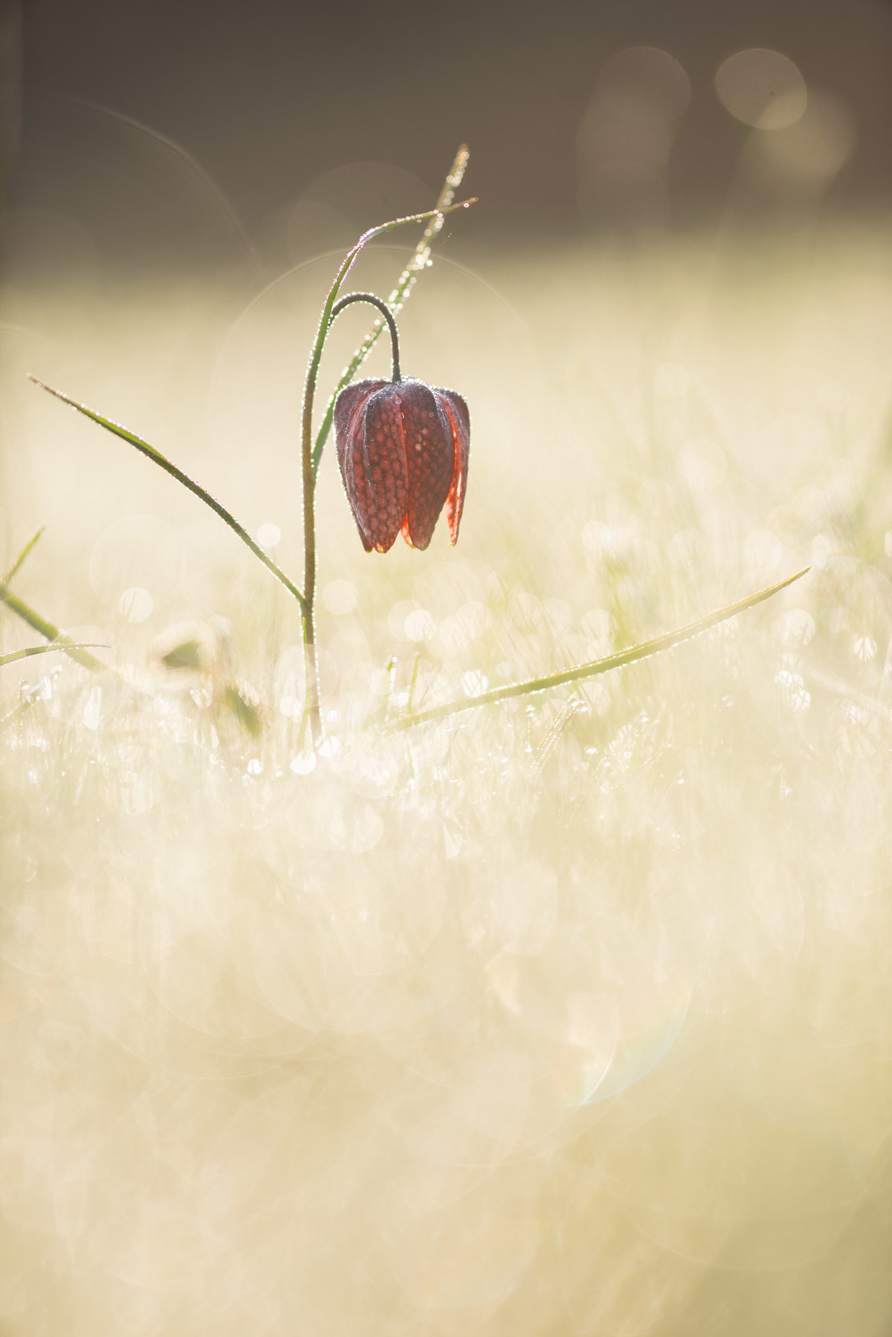 Sony a7R + Minolta AF 28-85mm F3.5-4.5 New sample photo. Waking up photography