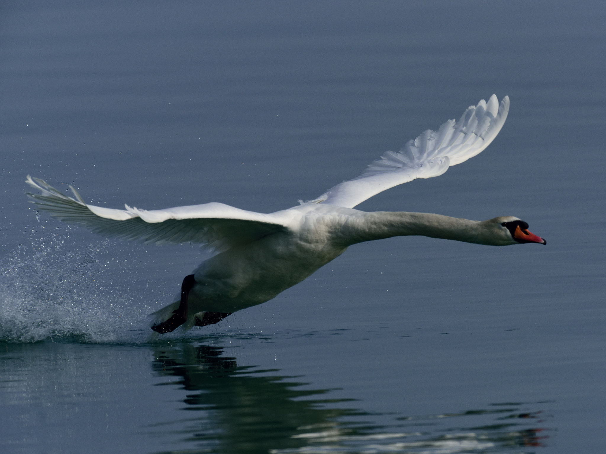 AF-S Nikkor 500mm f/4D IF-ED + TC-14E sample photo. Boing 747 - take-off! photography
