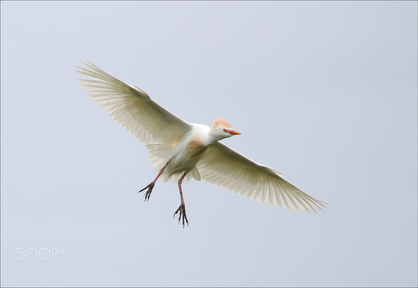Canon EF 100-400mm F4.5-5.6L IS USM sample photo. Garza photography