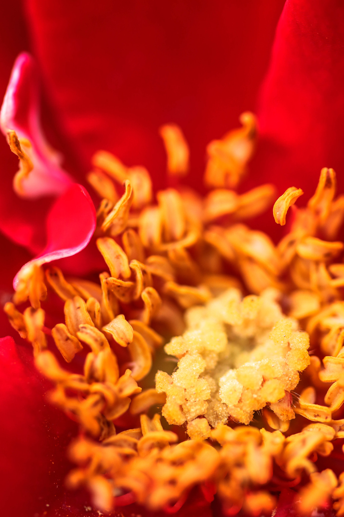 Sigma 105mm F2.8 EX DG OS HSM sample photo. Inside the beauty photography