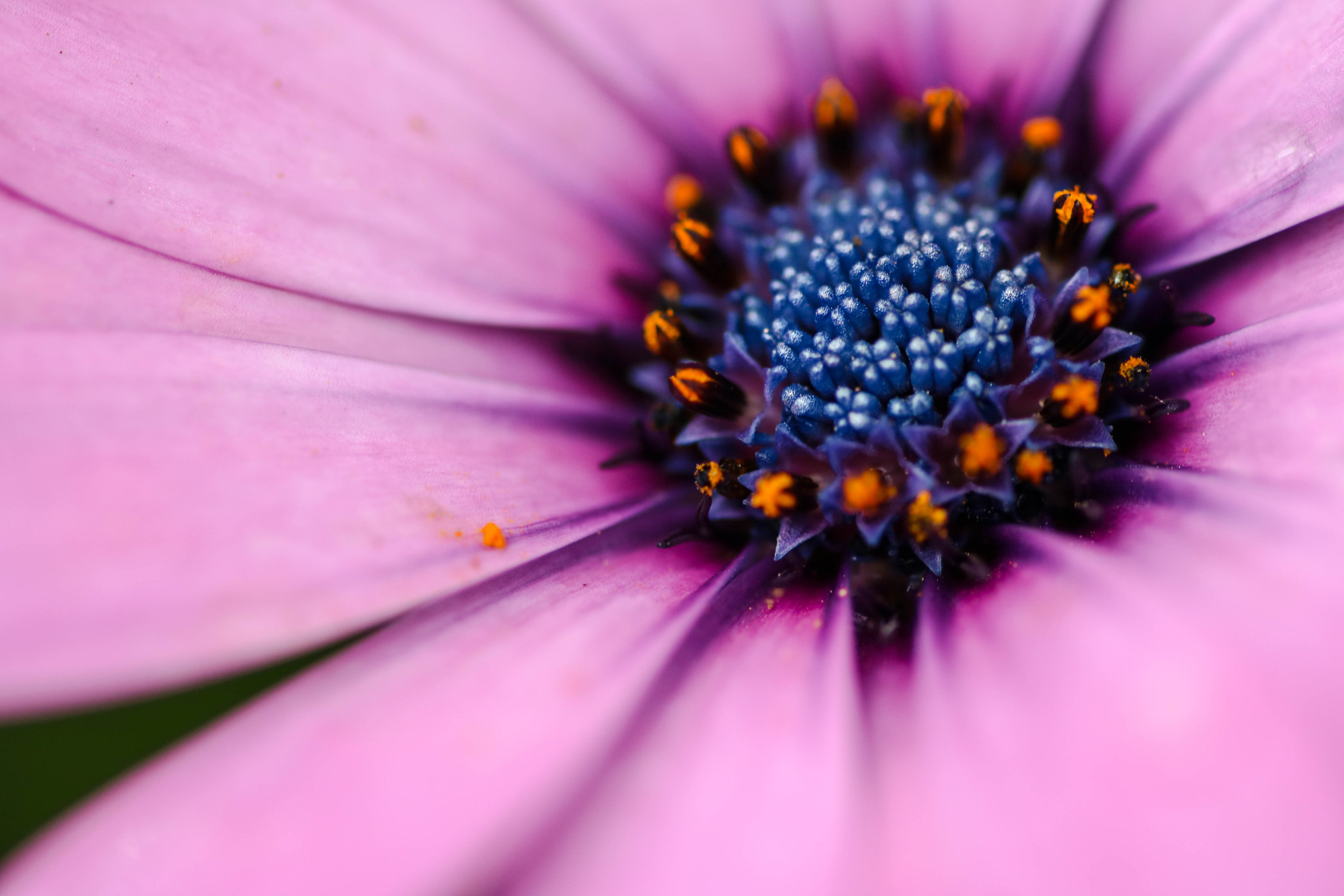 Sigma 105mm F2.8 EX DG OS HSM sample photo. Inside purple photography