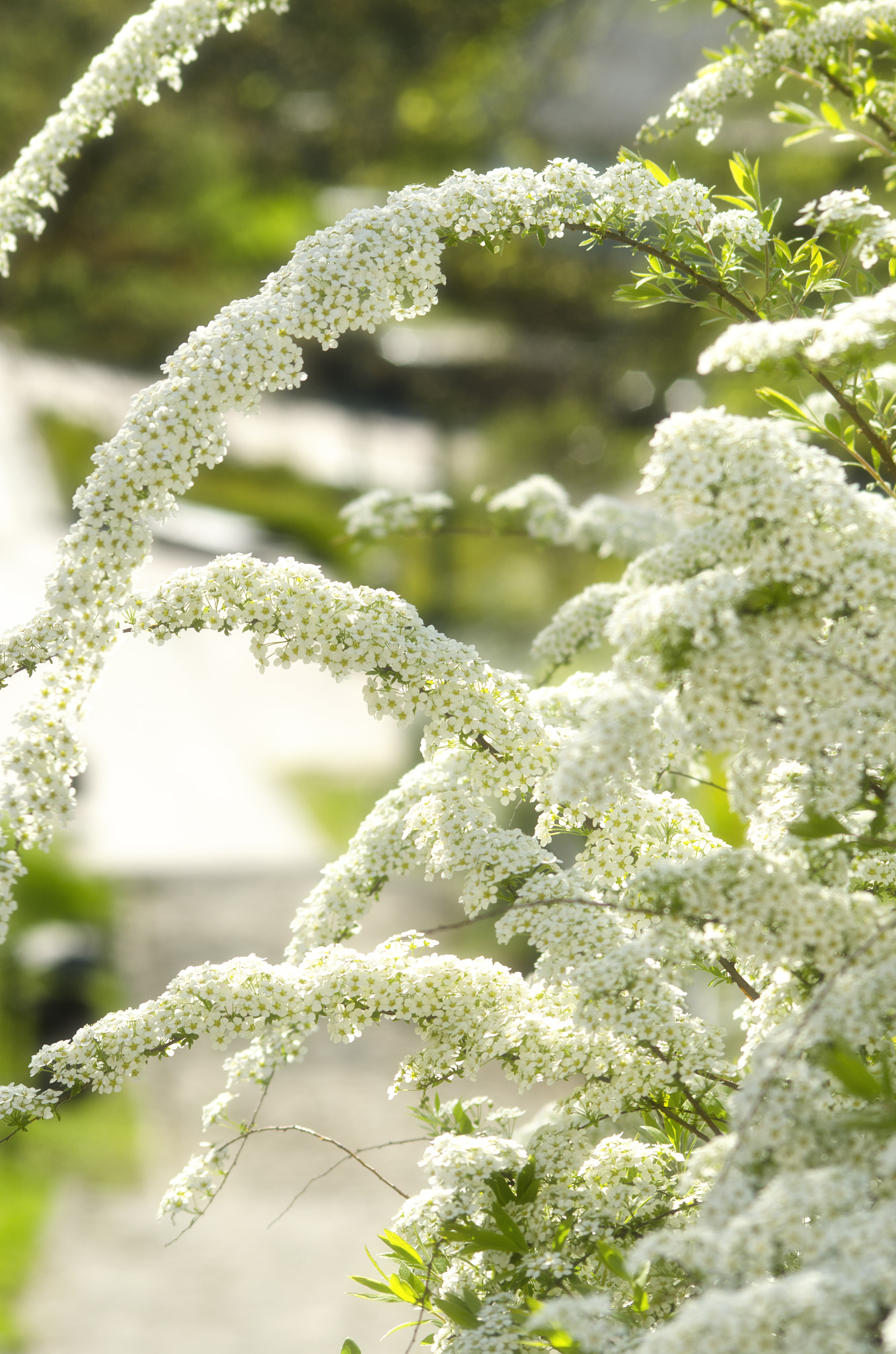 Nikon D7000 + AF Nikkor 70-210mm f/4-5.6 sample photo. A spring of joy photography