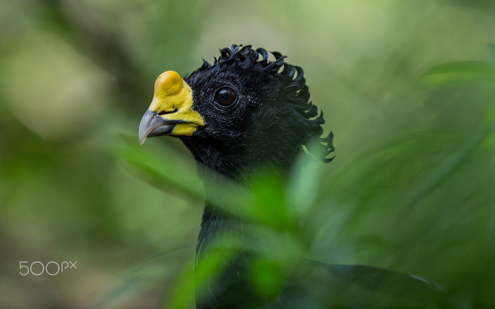 Canon EOS 6D + Canon EF 500mm F4L IS II USM sample photo. Great curassow photography