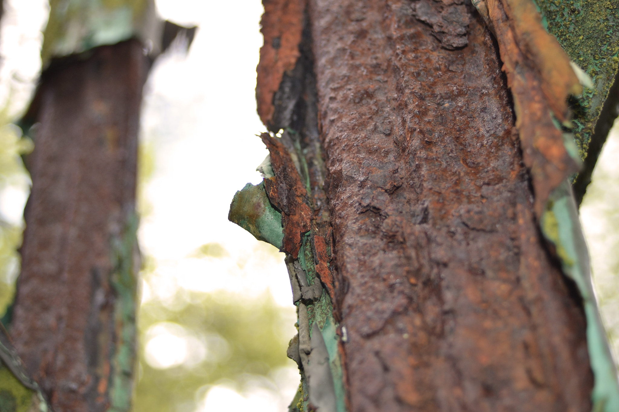 Nikon D3100 + Sigma 18-50mm F3.5-5.6 DC sample photo. Fence photography