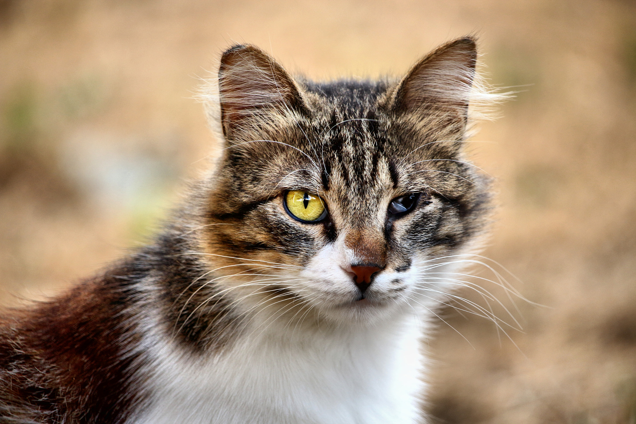 Canon EF-S 55-250mm F4-5.6 IS STM sample photo. Cat.jpg photography