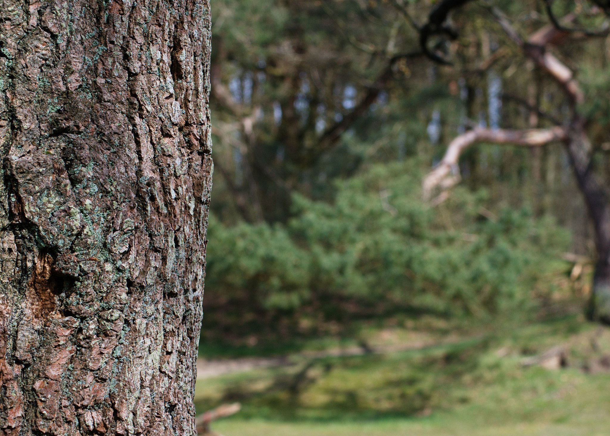 Tamron AF 70-300mm F4-5.6 Di LD Macro sample photo. Tree in focus photography