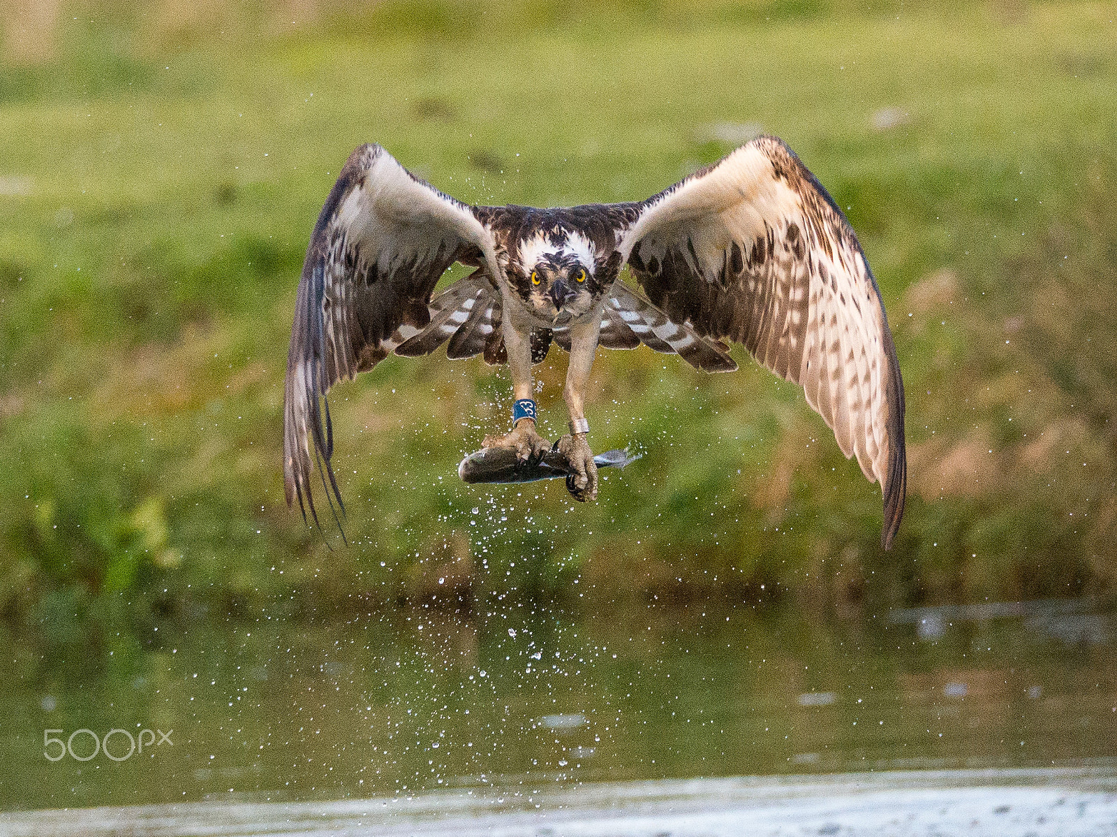 Nikon D610 + Sigma 150-600mm F5-6.3 DG OS HSM | S sample photo. Osprey in flight with trout photography