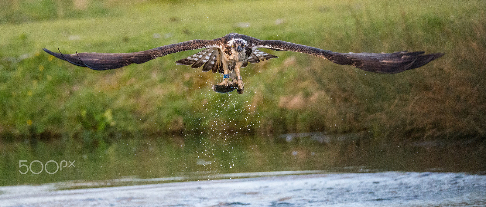 Sigma 150-600mm F5-6.3 DG OS HSM | S sample photo. Osprey in flight having caught a trout fish photography