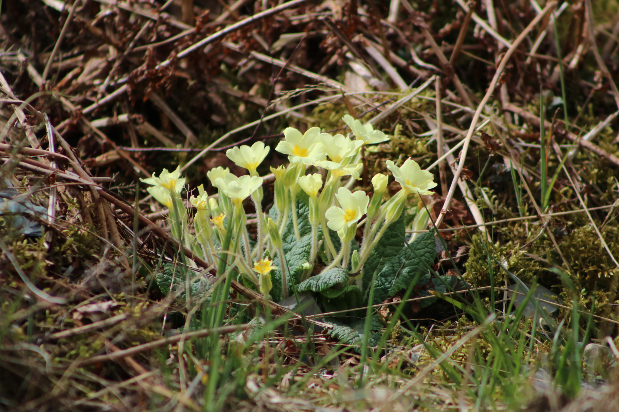 Canon EOS 760D (EOS Rebel T6s / EOS 8000D) + EF75-300mm f/4-5.6 sample photo. Primrose photography