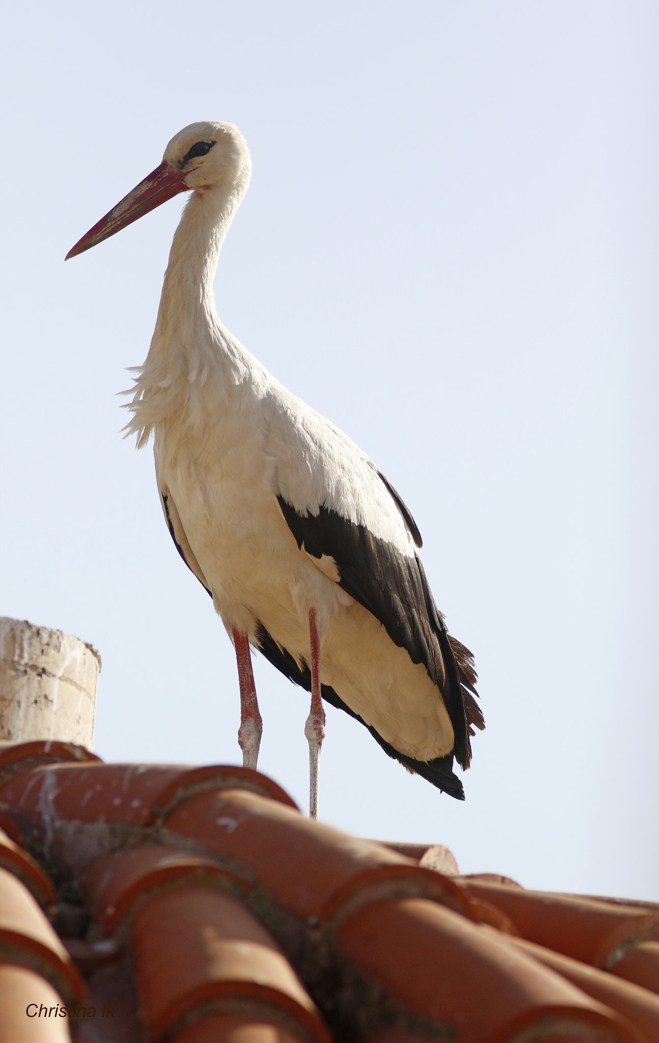 Canon EOS 7D Mark II + Canon EF 300mm f/4L sample photo. Ciconia ciconia photography