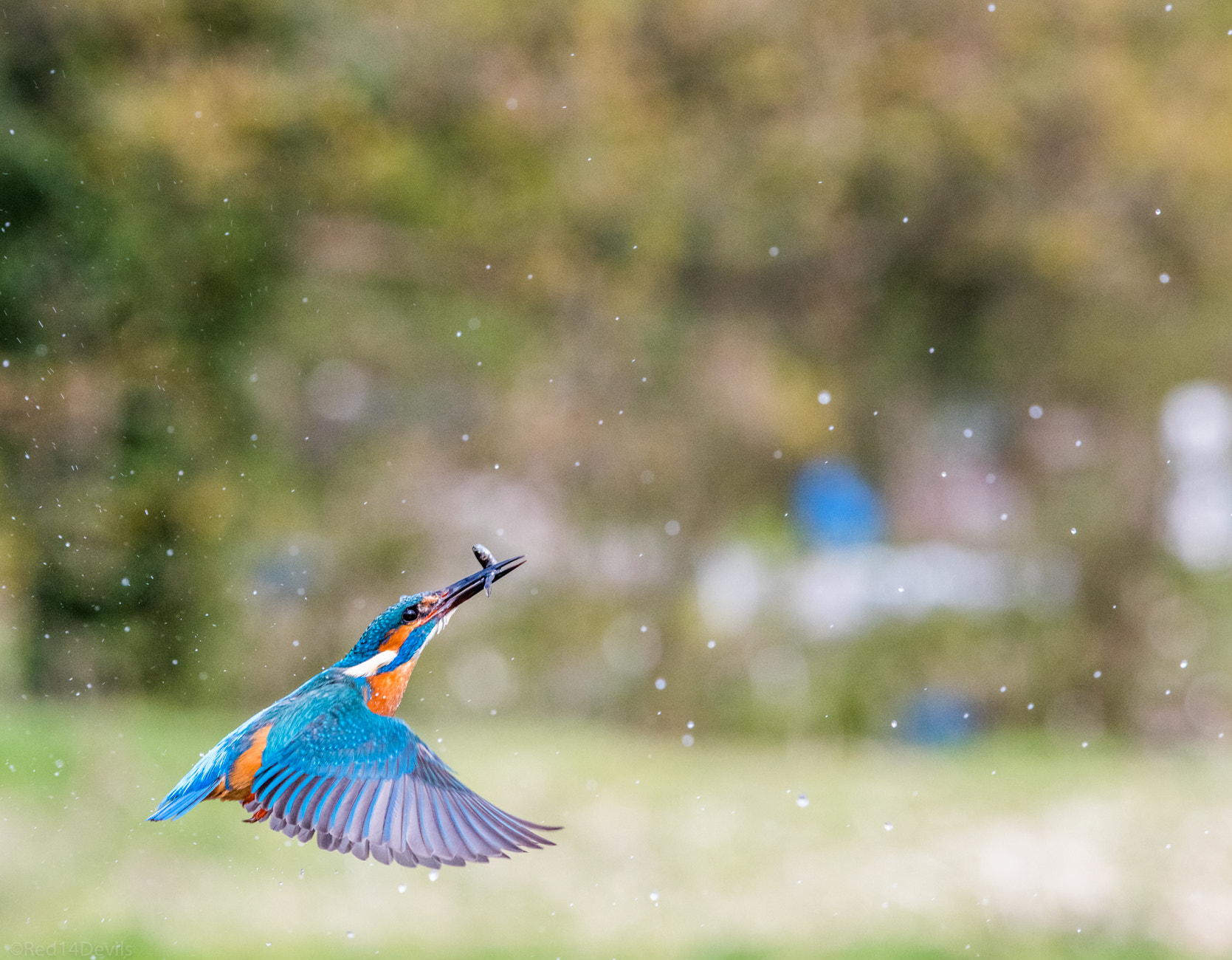 Canon EOS 5DS sample photo. Flight of the king photography