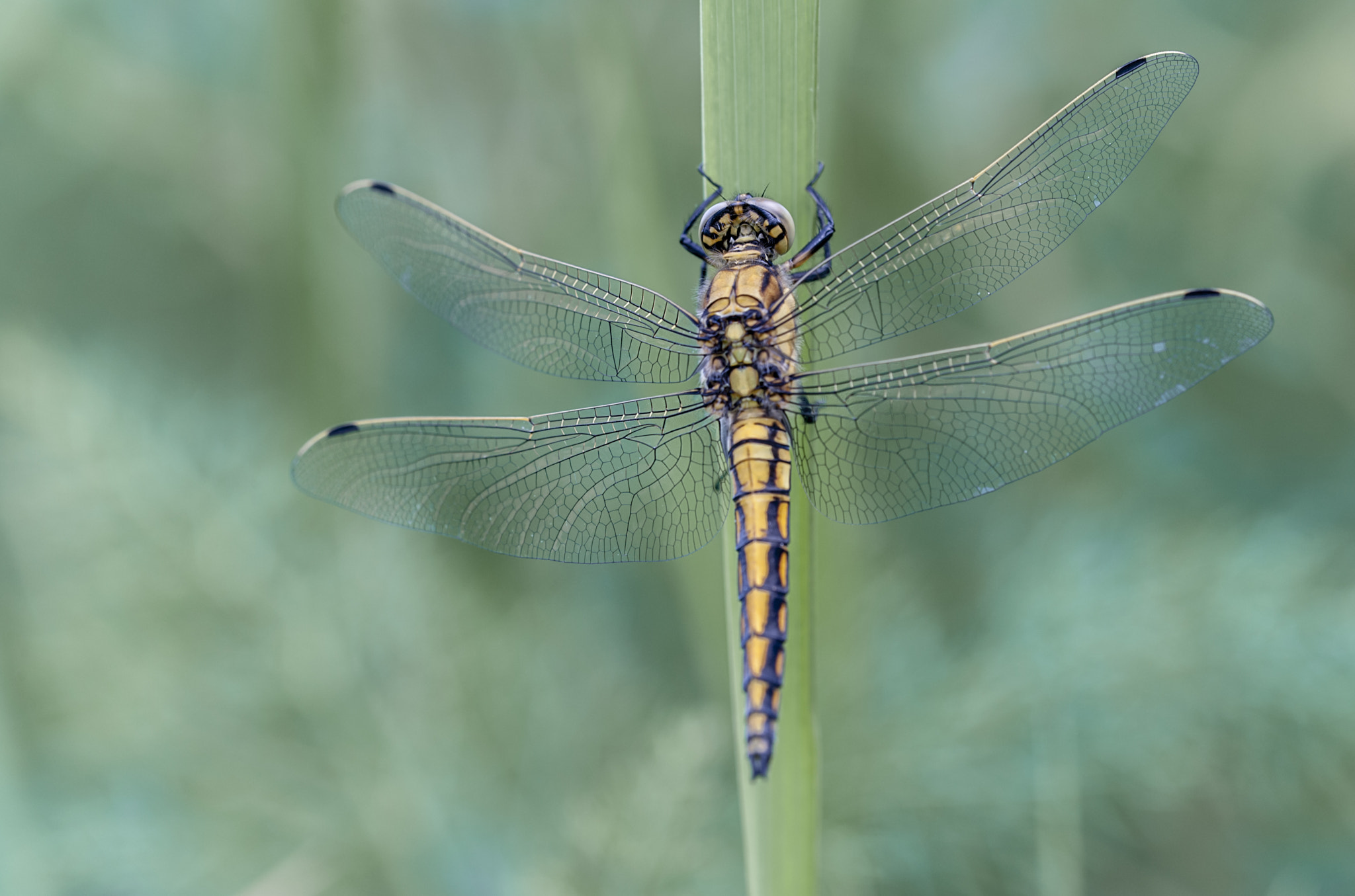 Sigma APO Macro 180mm F3.5 EX DG HSM sample photo. Odonato photography