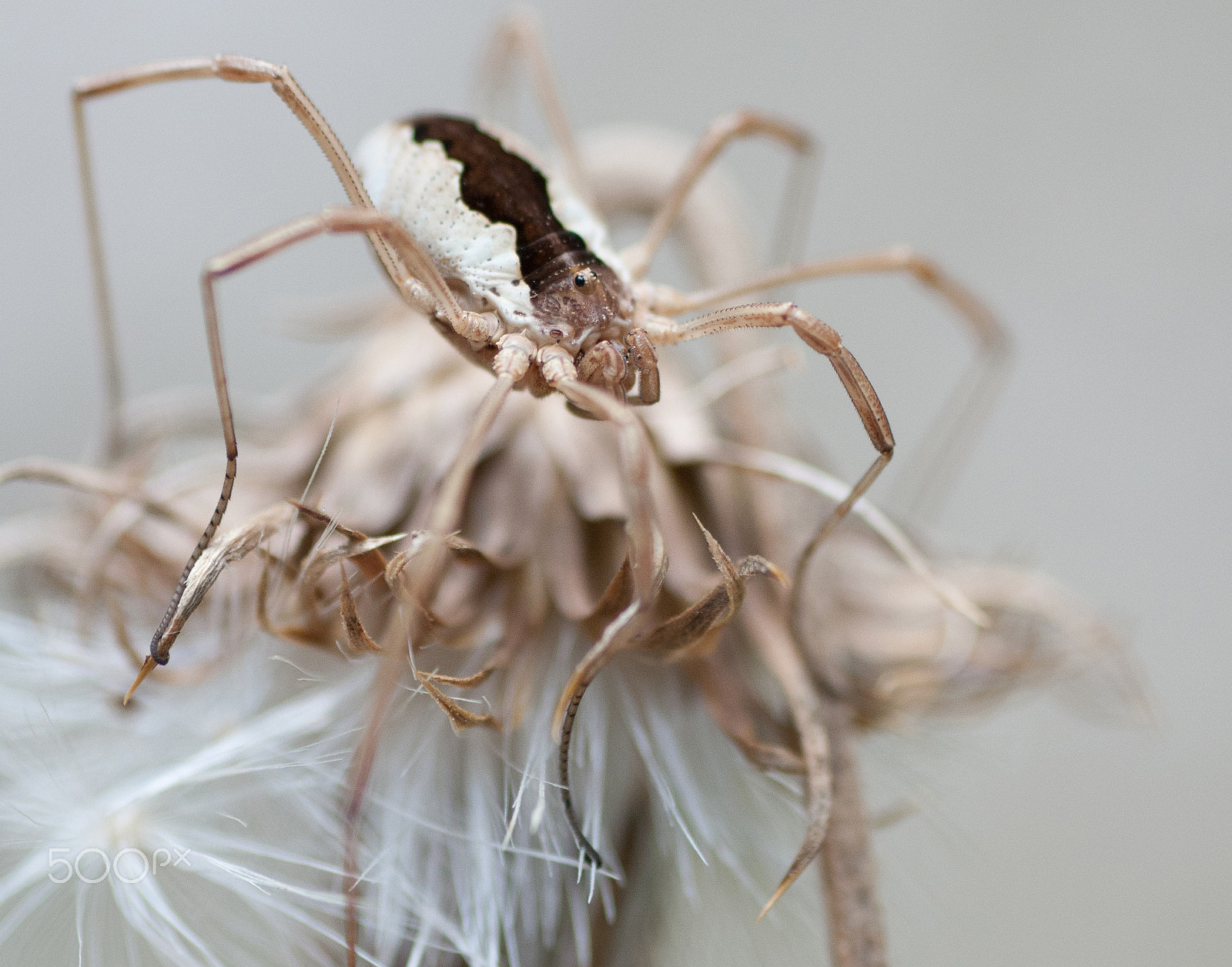 Nikon D300S sample photo. Spider photography