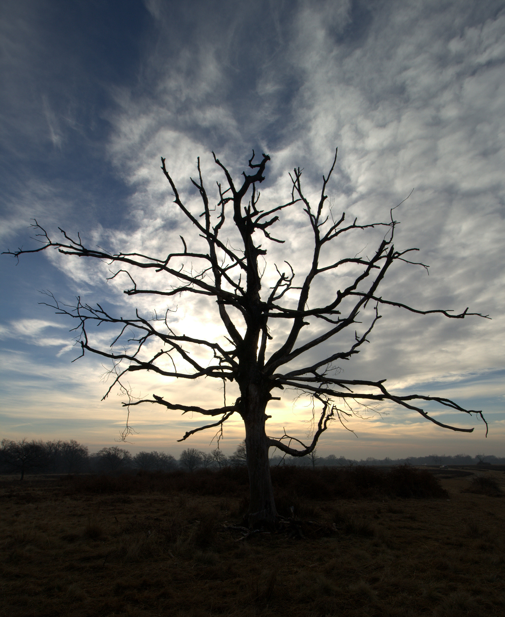 Canon EF-S 10-18mm F4.5–5.6 IS STM sample photo. Foglie nuvolose photography