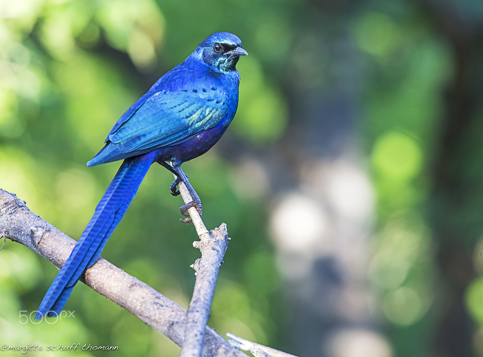 Tamron SP 150-600mm F5-6.3 Di VC USD sample photo. Lamprotornis bevessi, taken in botswana.. photography