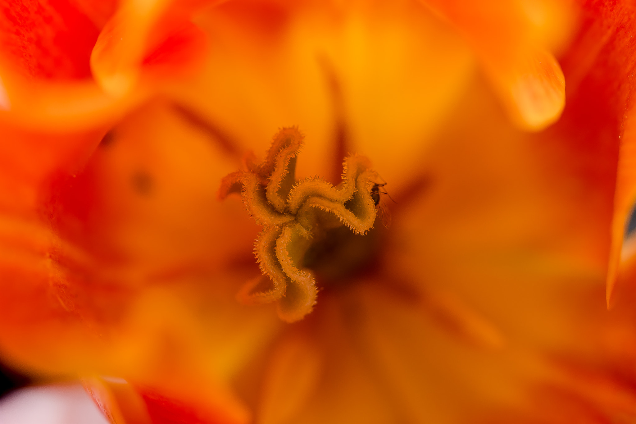 Nikon AF-S Micro-Nikkor 60mm F2.8G ED sample photo. Macro coquelicot photography