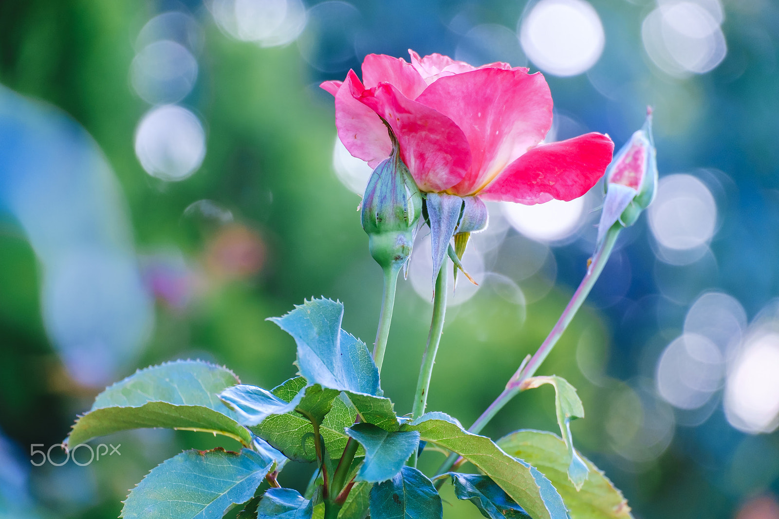 Fujifilm X-Pro1 + Fujifilm XC 50-230mm F4.5-6.7 OIS II sample photo. Rose with bokeh photography