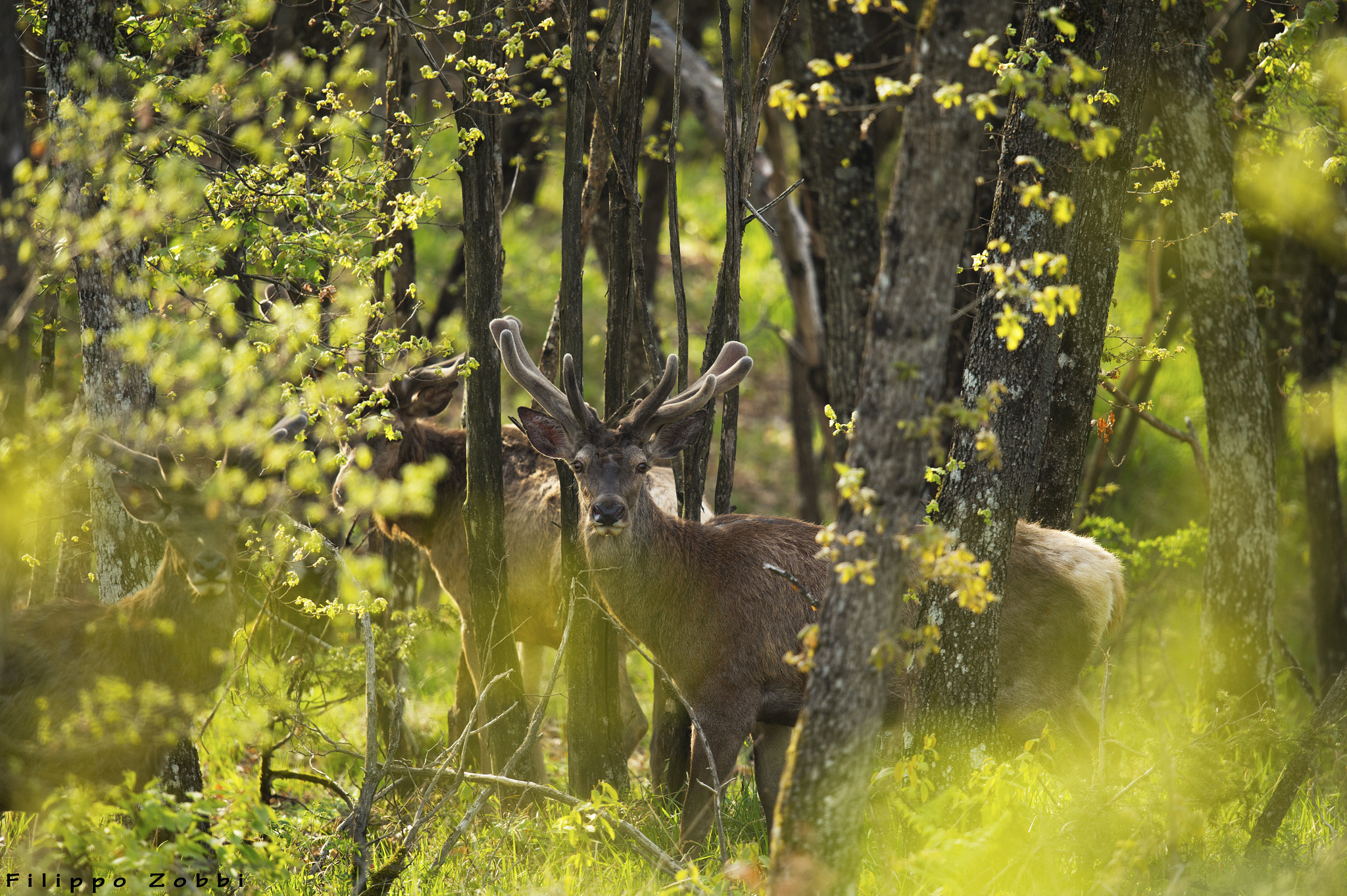 Nikon D4S + Nikon AF-S Nikkor 600mm F4G ED VR sample photo. Velluti nel bosco (cervus elaphus) photography