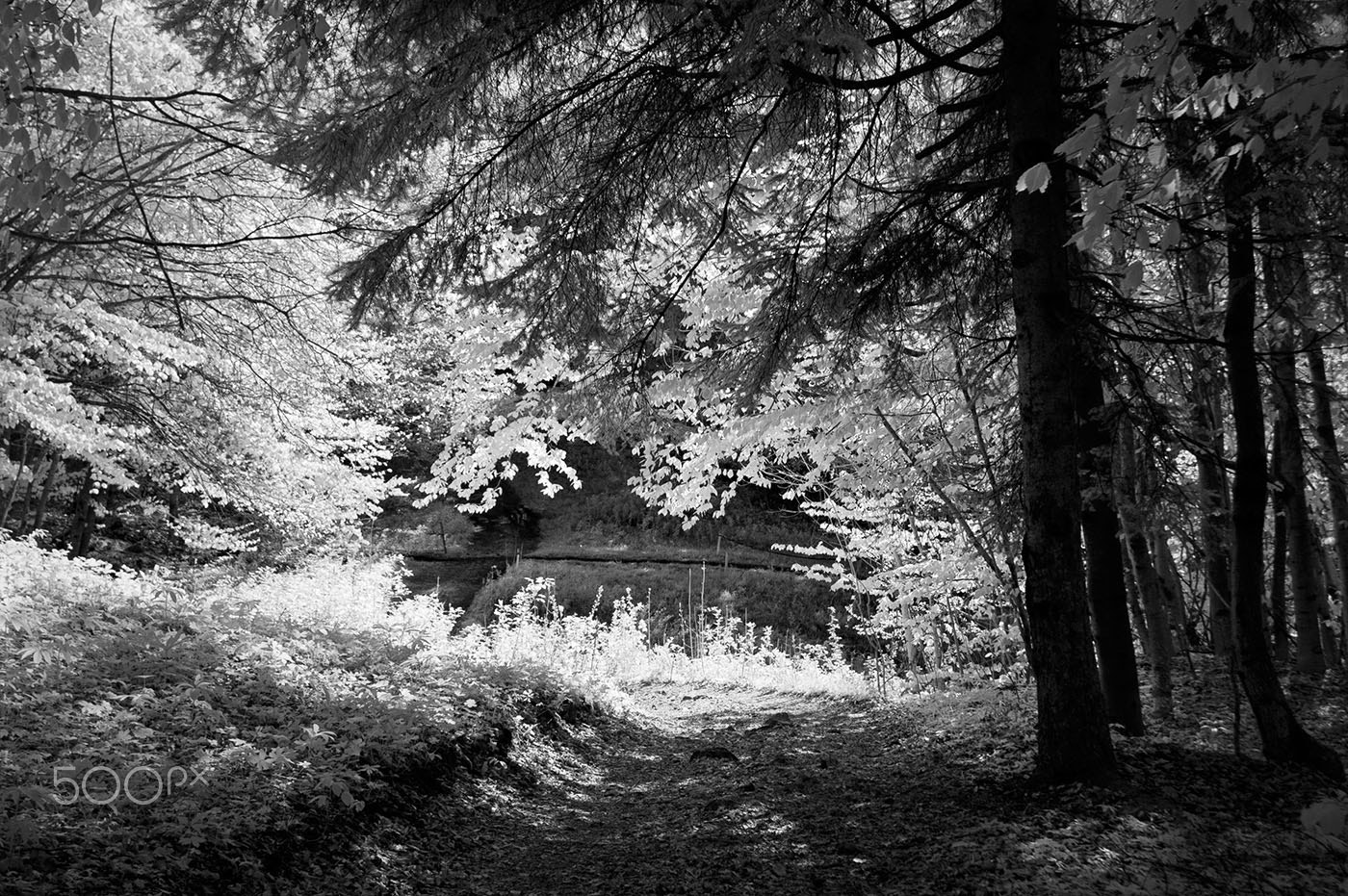 Nikon D70s sample photo. The road in the woods photography