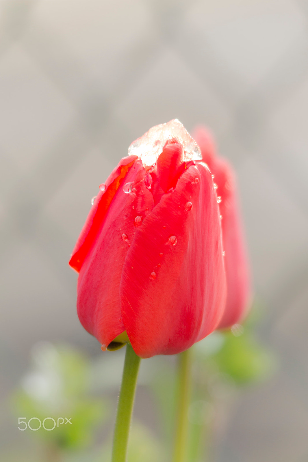 Sigma 150-500mm F5-6.3 DG OS HSM sample photo. Rote tulpen mit schneehaube photography