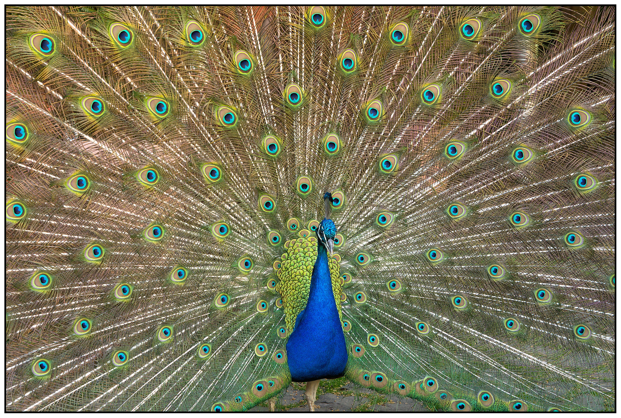 Tamron SP 24-70mm F2.8 Di VC USD sample photo. Pfau / peacock (372) photography