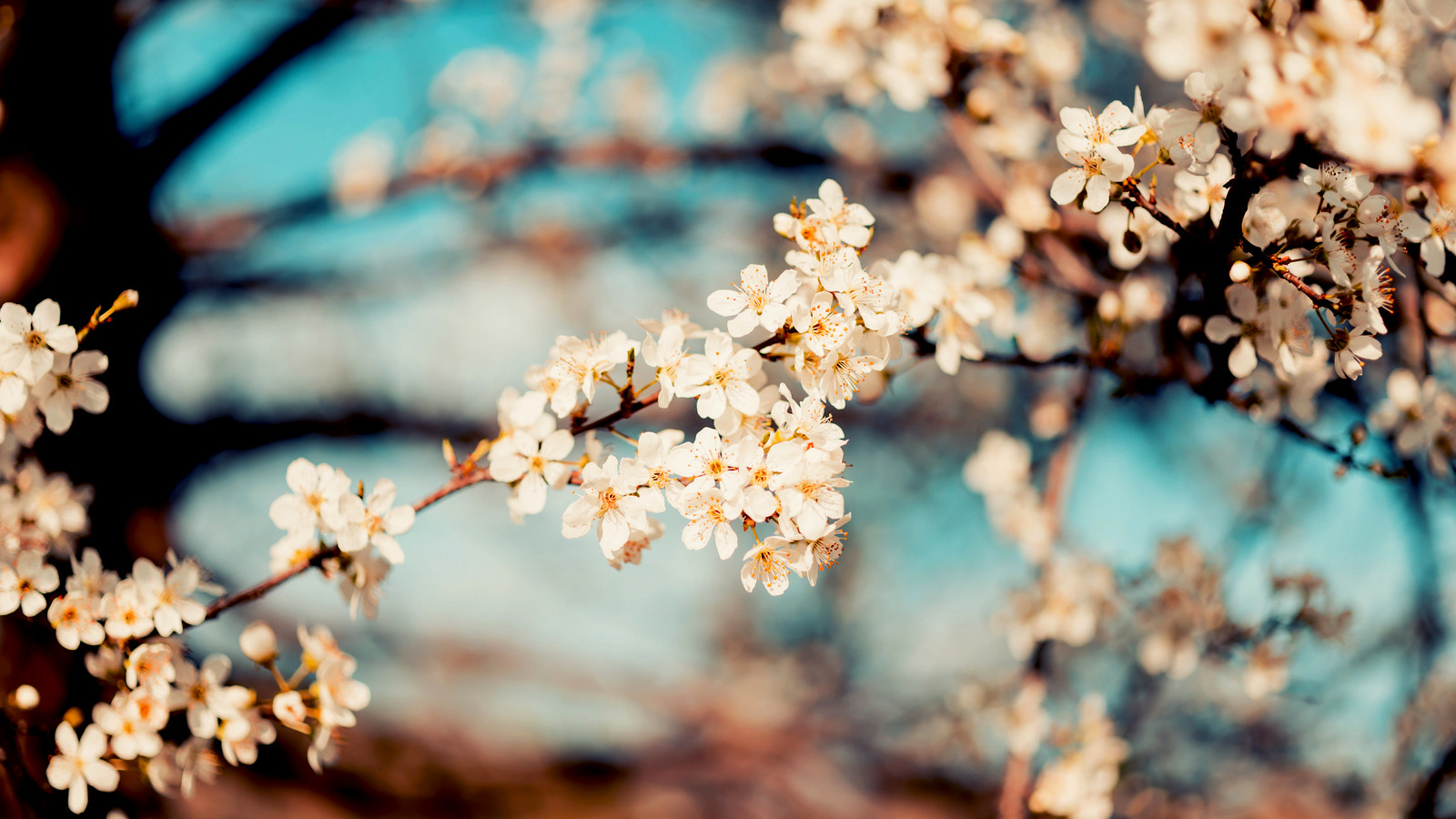 ZEISS Makro-Planar T* 50mm F2 sample photo. Flower photography