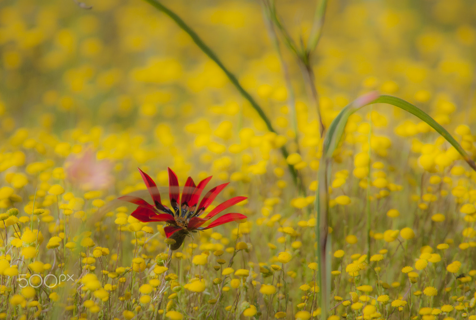 Canon EF 400mm F2.8L IS USM sample photo. Gazania photography