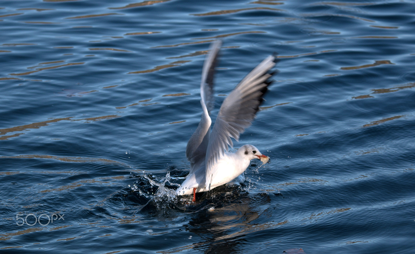 Sigma 120-400mm F4.5-5.6 DG OS HSM sample photo. Seagull photography