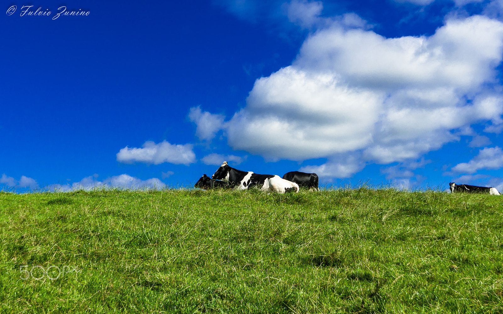 Sigma 12-24mm F4.5-5.6 EX DG Aspherical HSM sample photo. Cows resting photography