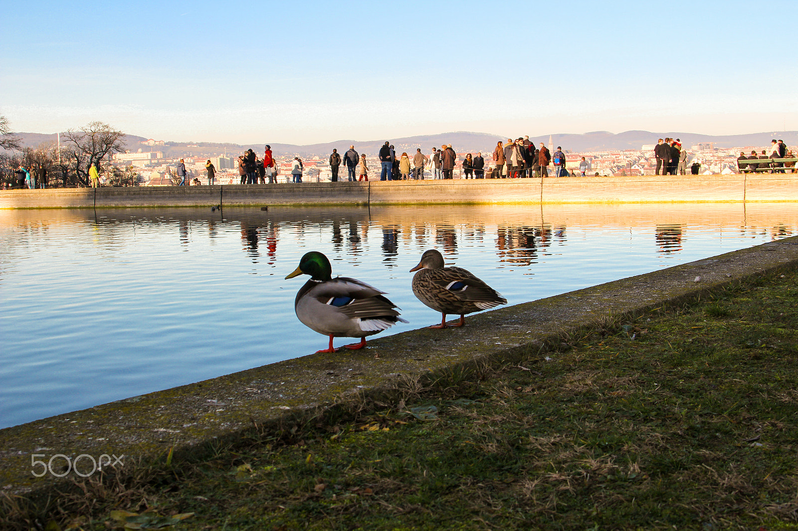 Canon EF 28-105mm f/3.5-4.5 USM sample photo. Perch photography