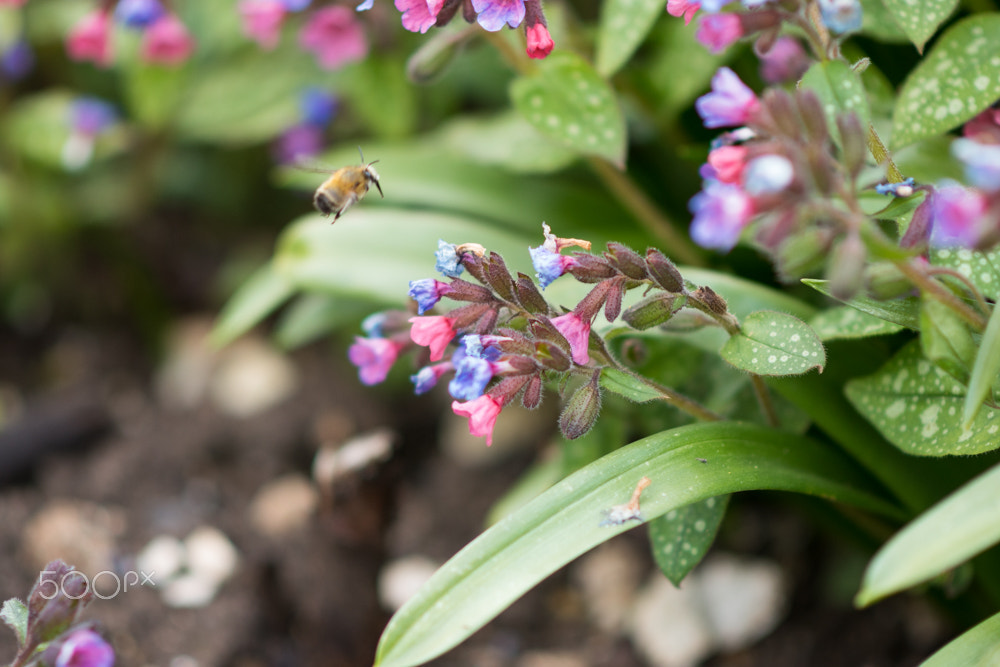 Nikon D5500 + Nikon AF-S Nikkor 85mm F1.8G sample photo. Bee flying for flowers photography