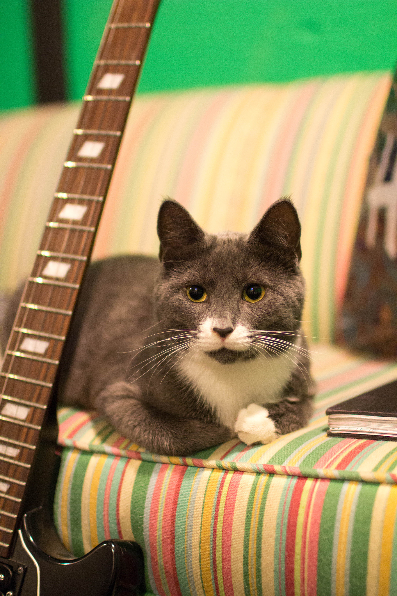Canon EOS 60D + Canon EF 35mm F1.4L USM sample photo. Jammin' kitty photography