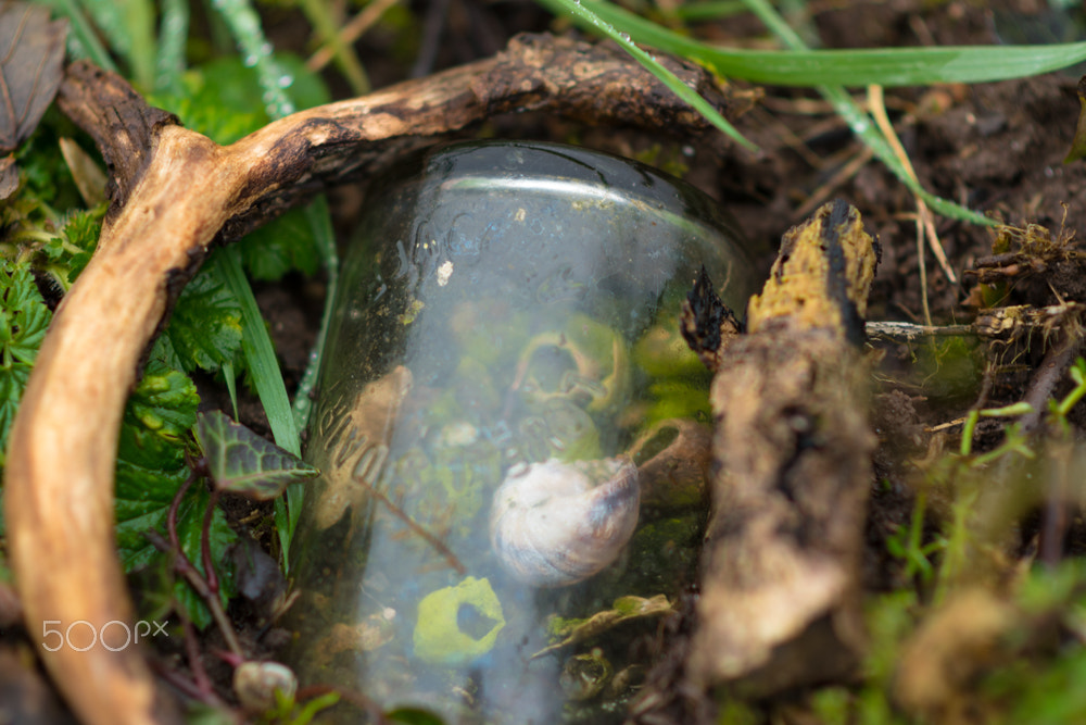 Nikon D5500 + Nikon AF-S Nikkor 85mm F1.8G sample photo. Unusual snail home photography