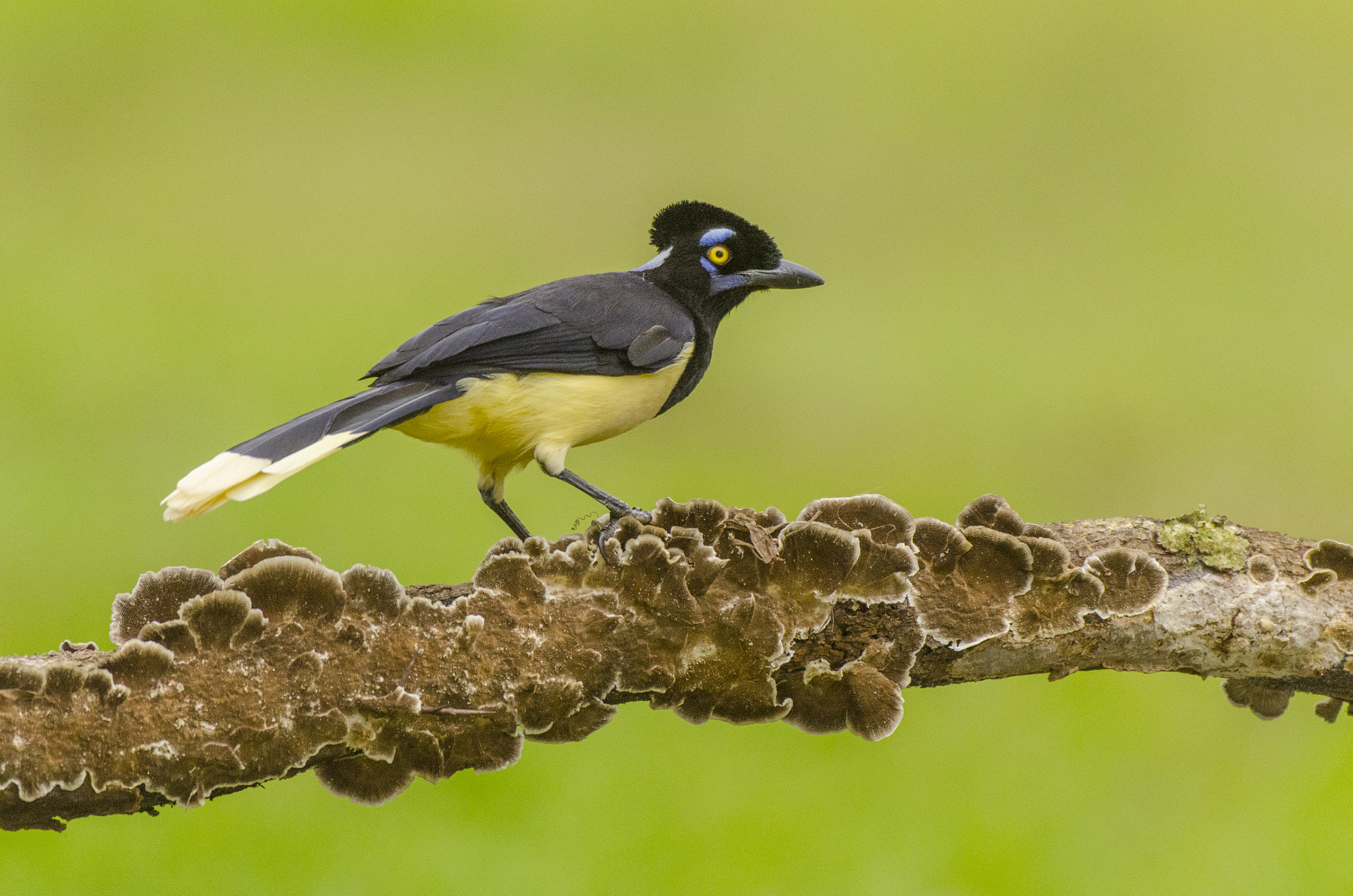 Nikon D7000 + Nikon AF-S Nikkor 500mm F4G ED VR sample photo. Urraca - cyanocorax chrysops photography