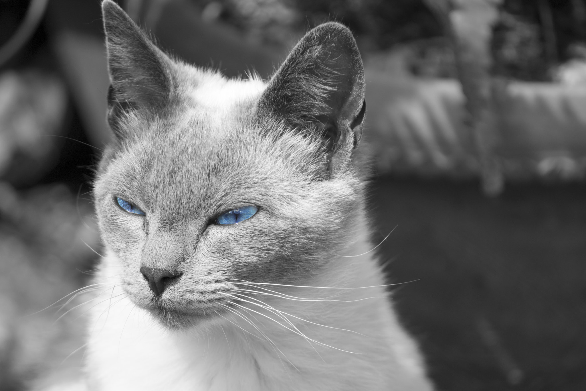 Canon EF-S 55-250mm F4-5.6 IS sample photo. Deep blue photography