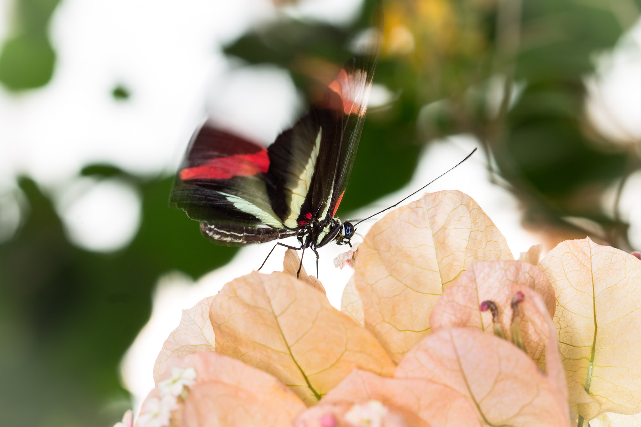 Canon EF 100mm F2.8 Macro USM sample photo. Butterfly photography
