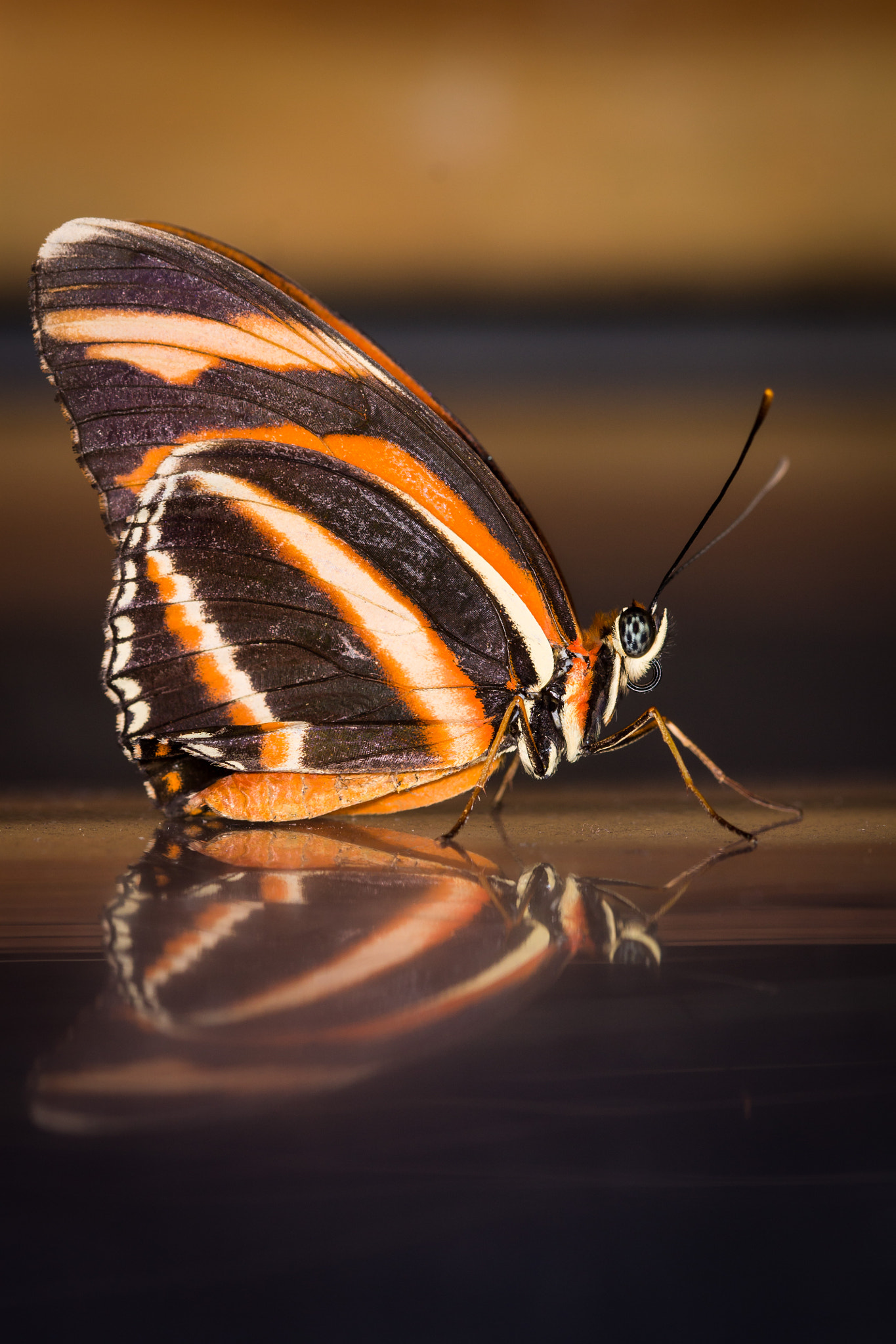 Canon EF 100mm F2.8 Macro USM sample photo. Butterfly photography