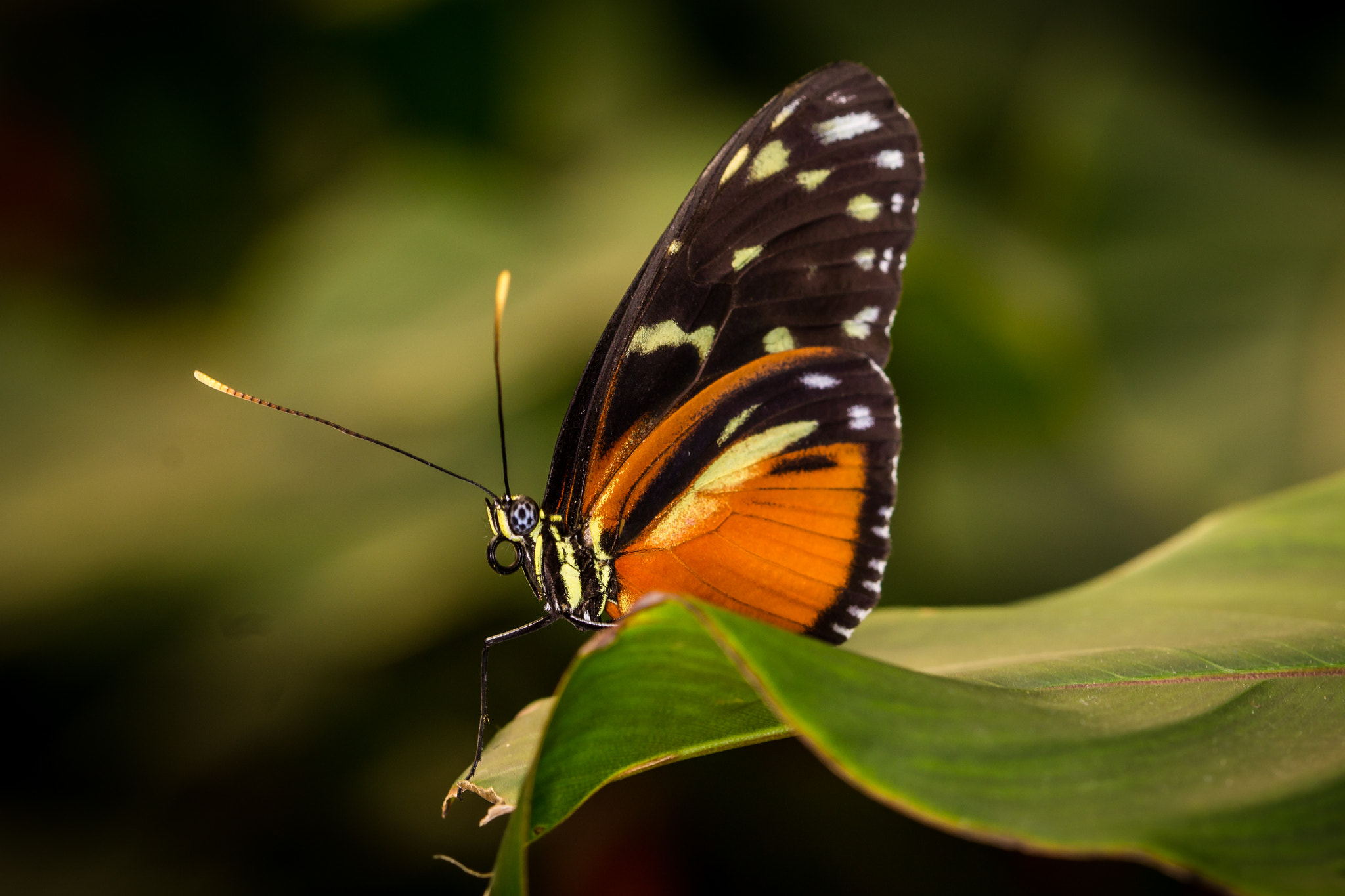 Canon EF 100mm F2.8 Macro USM sample photo. Butterfly photography
