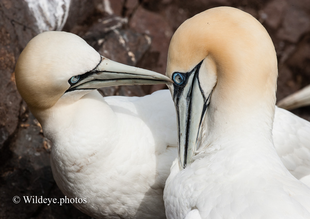 Canon EOS-1Ds Mark II + Canon EF 100-400mm F4.5-5.6L IS USM sample photo. Bonding gannets photography