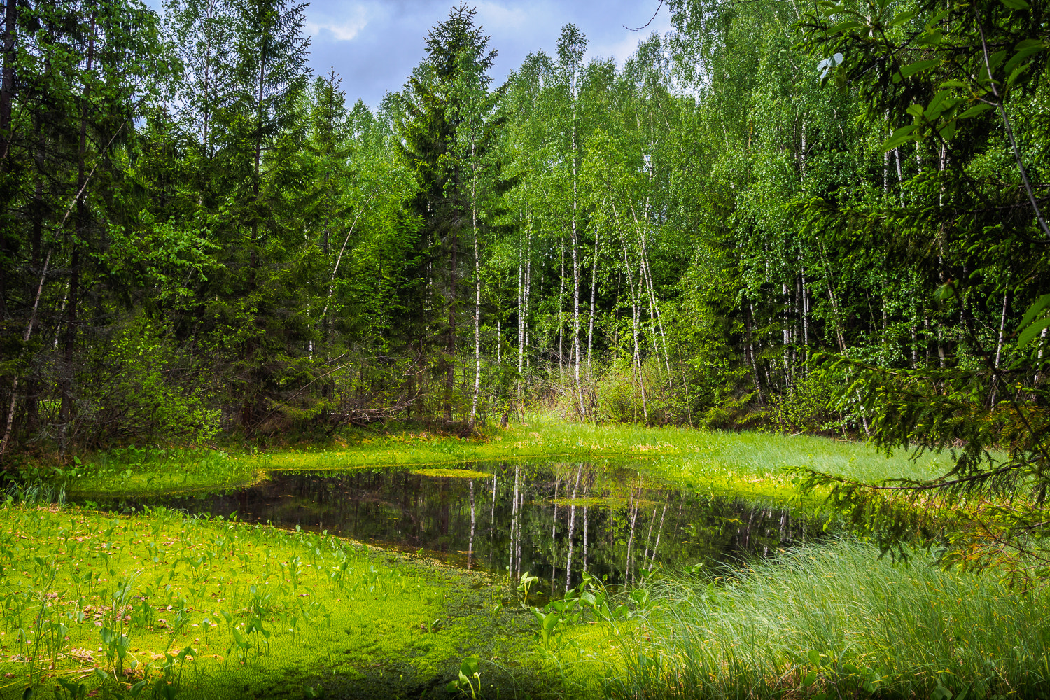 Olympus OM-D E-M10 + OLYMPUS M.12-50mm F3.5-6.3 sample photo. Forest lake photography