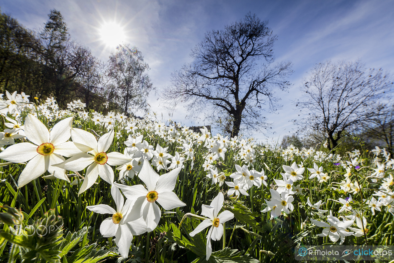 Canon EOS 5DS + ZEISS Distagon T* 15mm F2.8 sample photo. Narcissus photography