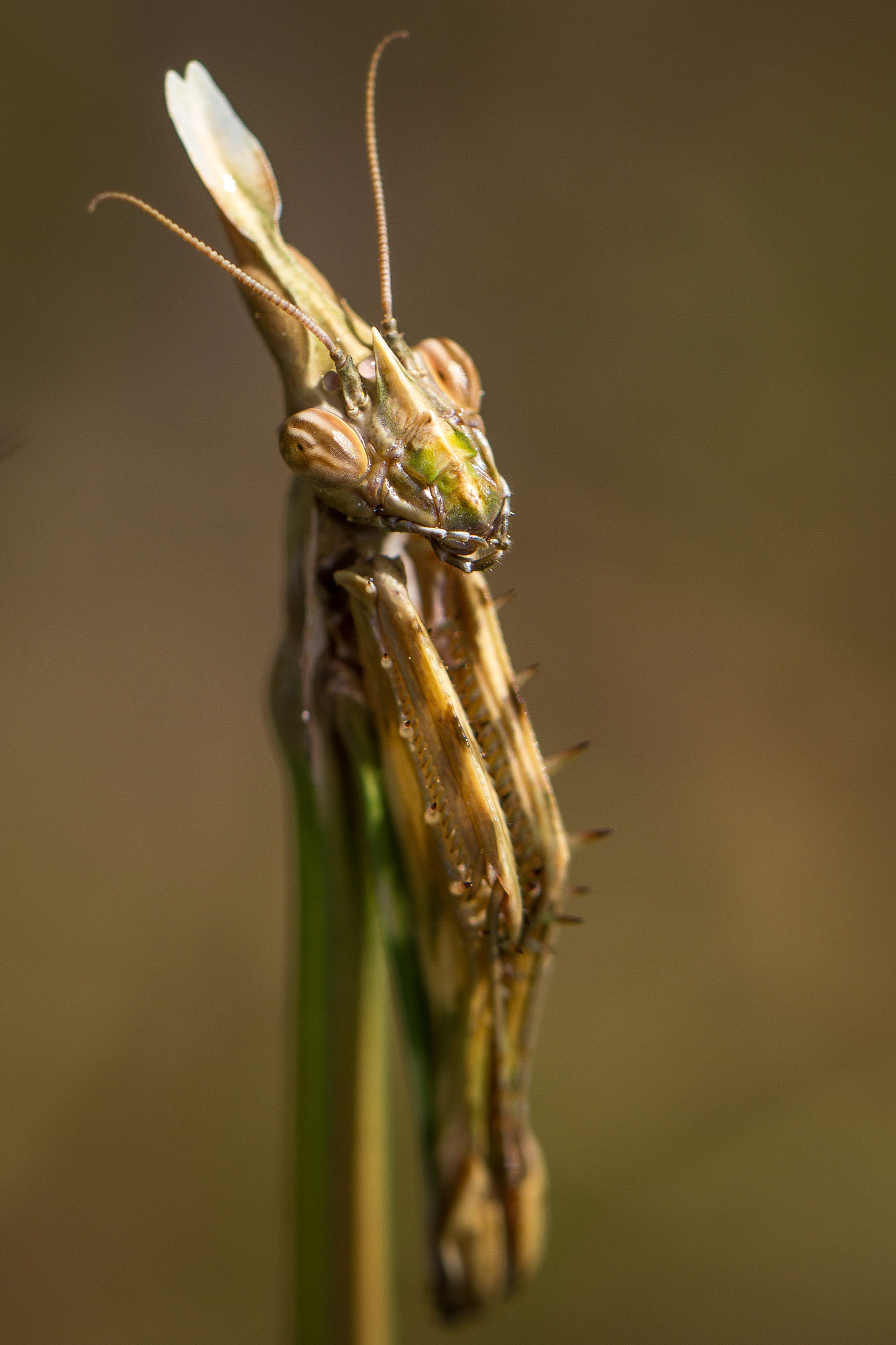 Canon EF 100mm F2.8L Macro IS USM sample photo. For me?? you shouldn't have... photography