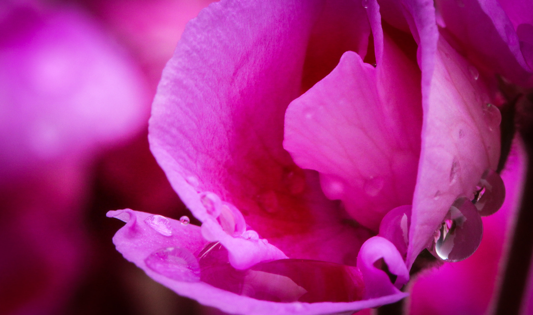 Canon EF-S 60mm F2.8 Macro USM sample photo. Droplets on pink petal photography