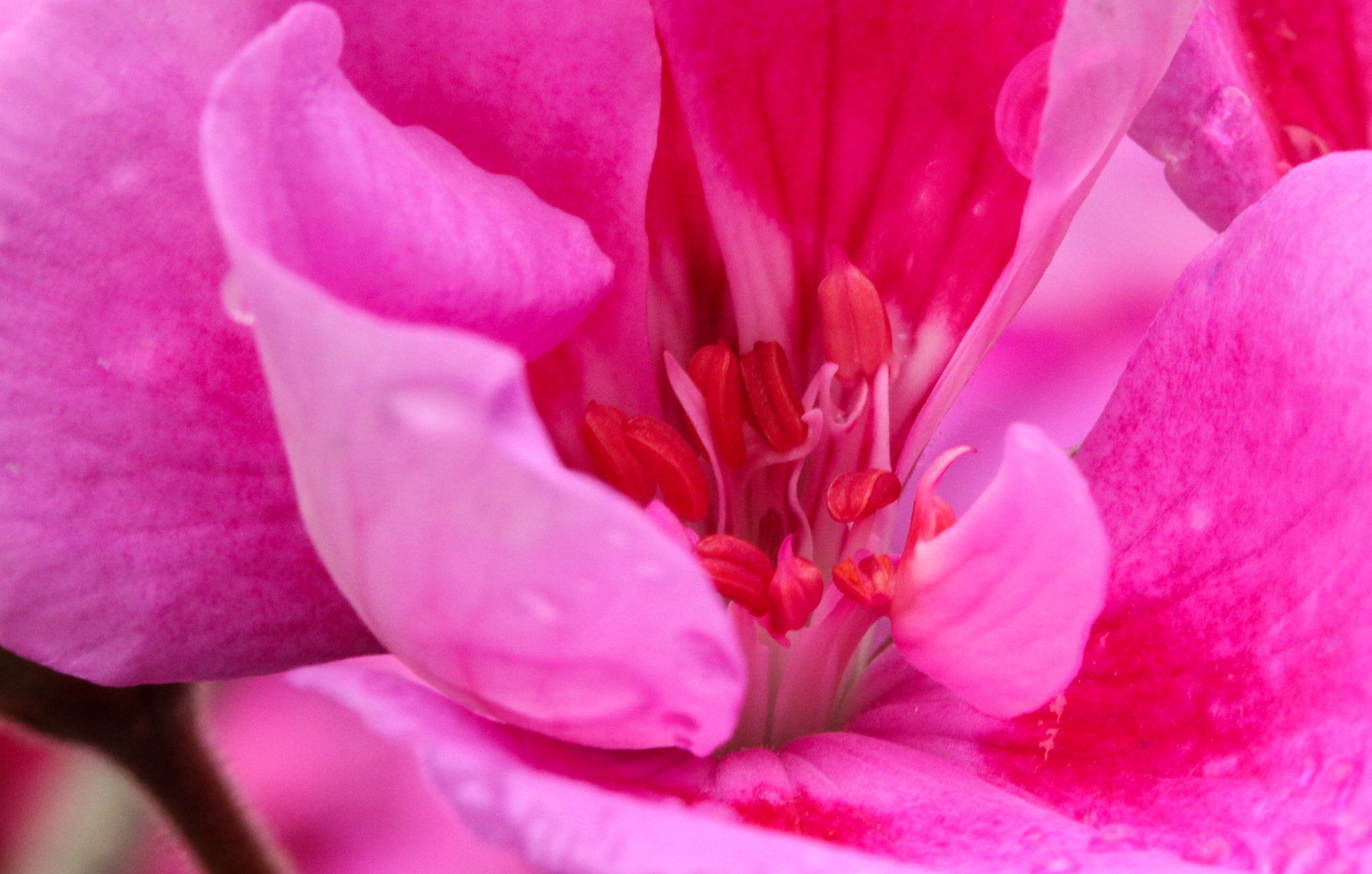 Canon EF-S 60mm F2.8 Macro USM sample photo. Red stamen closeup photography