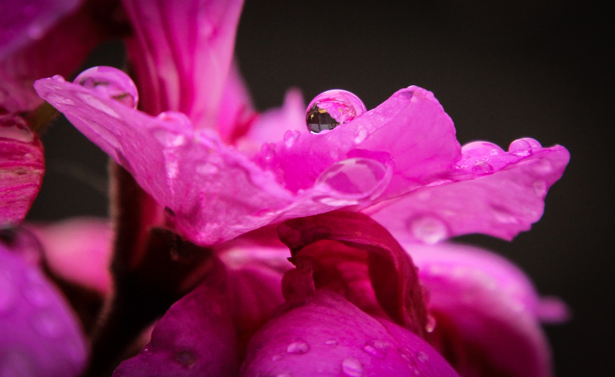 Canon EOS 600D (Rebel EOS T3i / EOS Kiss X5) + Tamron 16-300mm F3.5-6.3 Di II VC PZD Macro sample photo. Water drop lens on pink petal photography