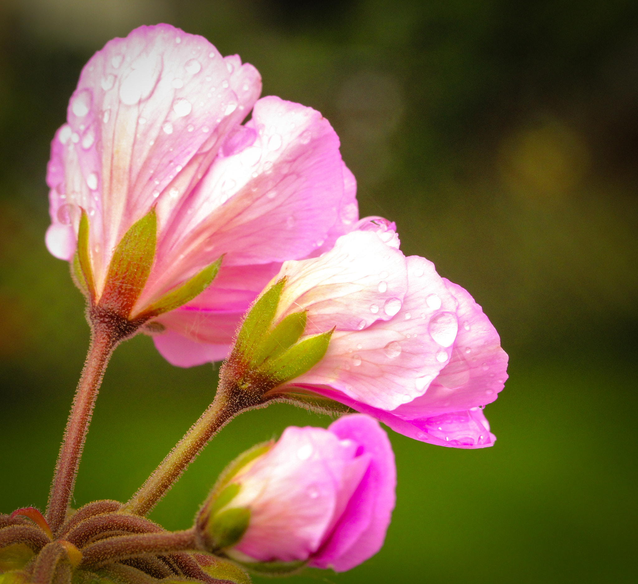 Canon EF-S 60mm F2.8 Macro USM sample photo. Three pink underside photography