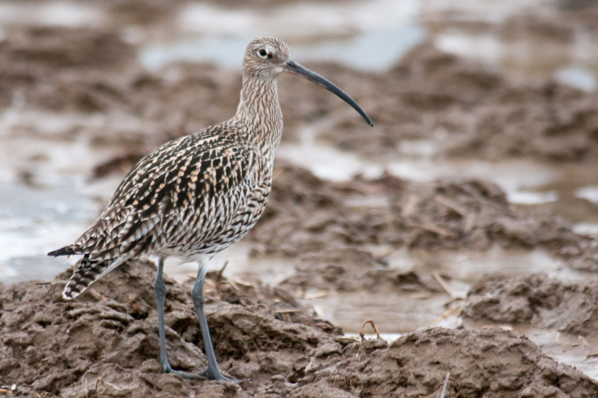 Sony Alpha DSLR-A700 sample photo. Numenius arquata - curlew photography