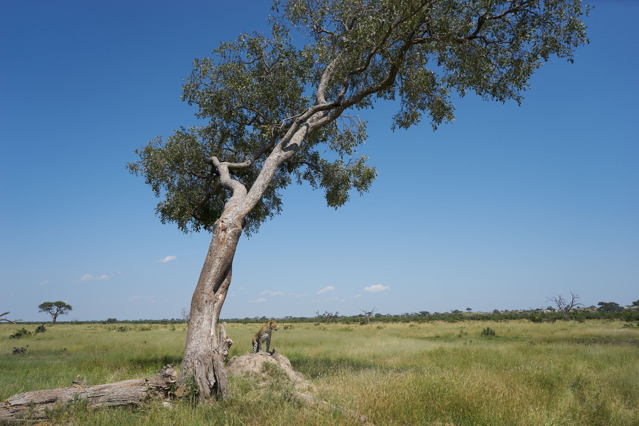 Sony a7 + ZEISS Batis 25mm F2 sample photo. Leopard posing on termite mound photography
