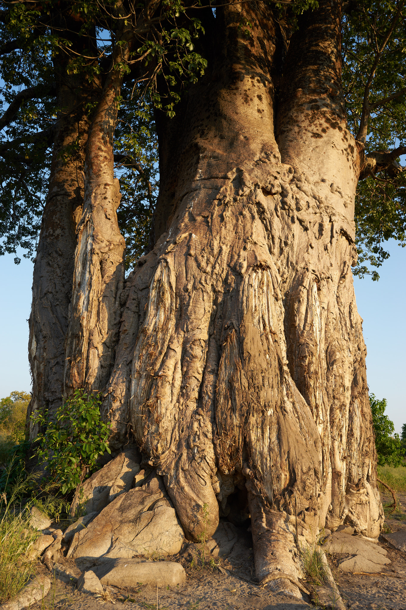 Sony a7 + ZEISS Batis 25mm F2 sample photo. Baoban tree photography