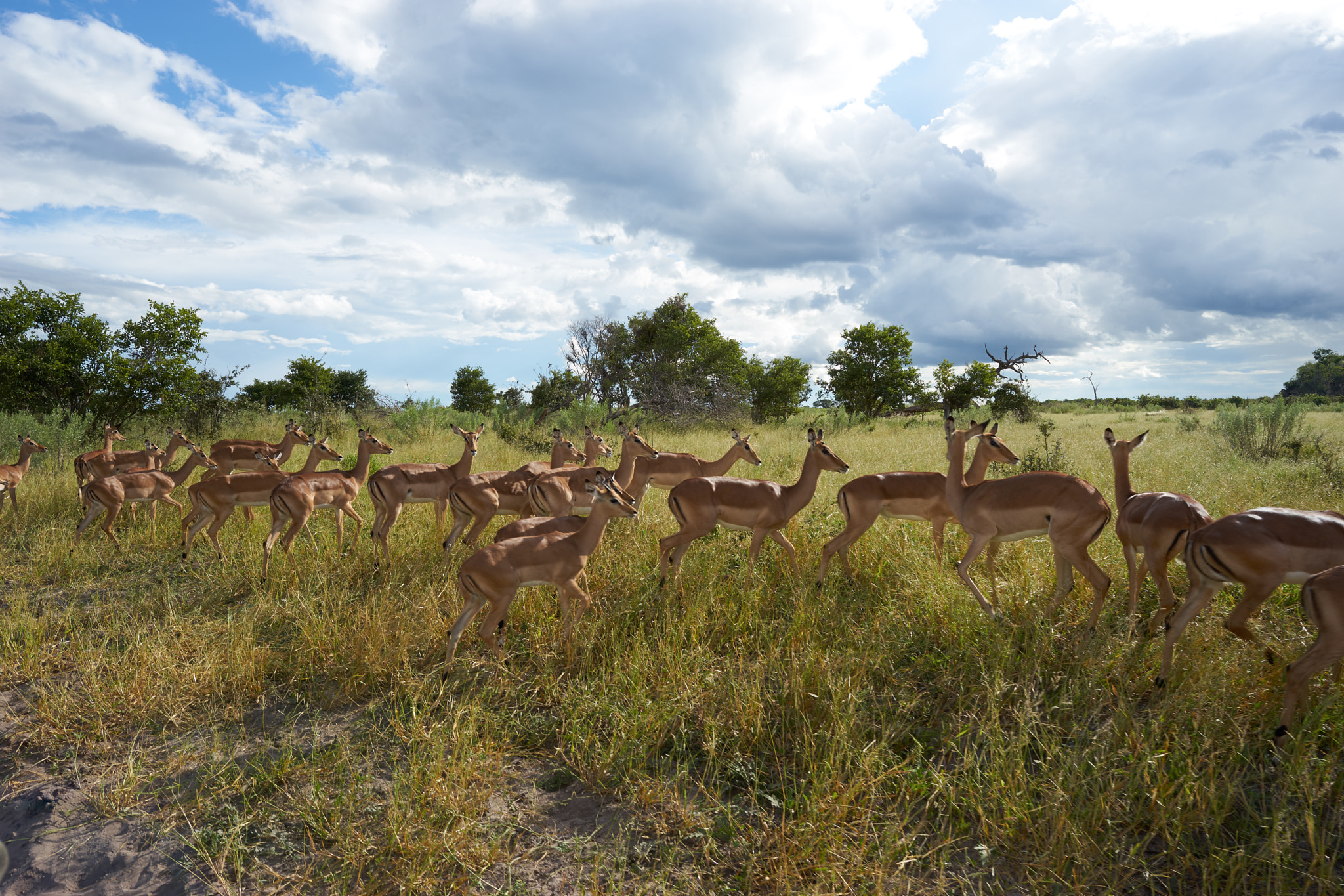 Sony a7 + ZEISS Batis 25mm F2 sample photo. Impala photography